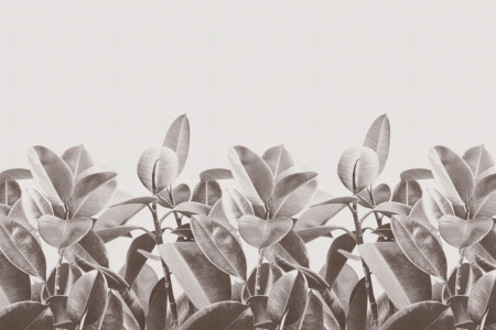 Rubber Plant 18056 Wallpaper
